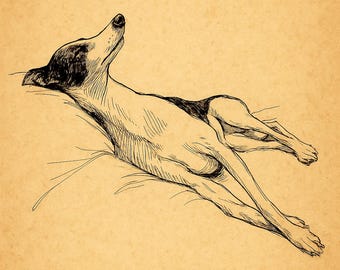 Sleeping Greyhound Line Art Print: Vintage Style Dog Sketch (Digital Download 24x26 inch JPEG )