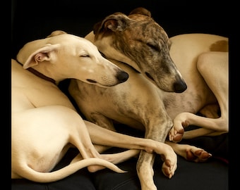 Impresión artística de portada de revista con un divertido whippet "Dogue" (descarga digital)