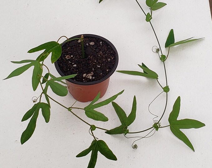 Passiflora X Violacea Passion Fruit Vine, Grows Edible Fruit Etsy