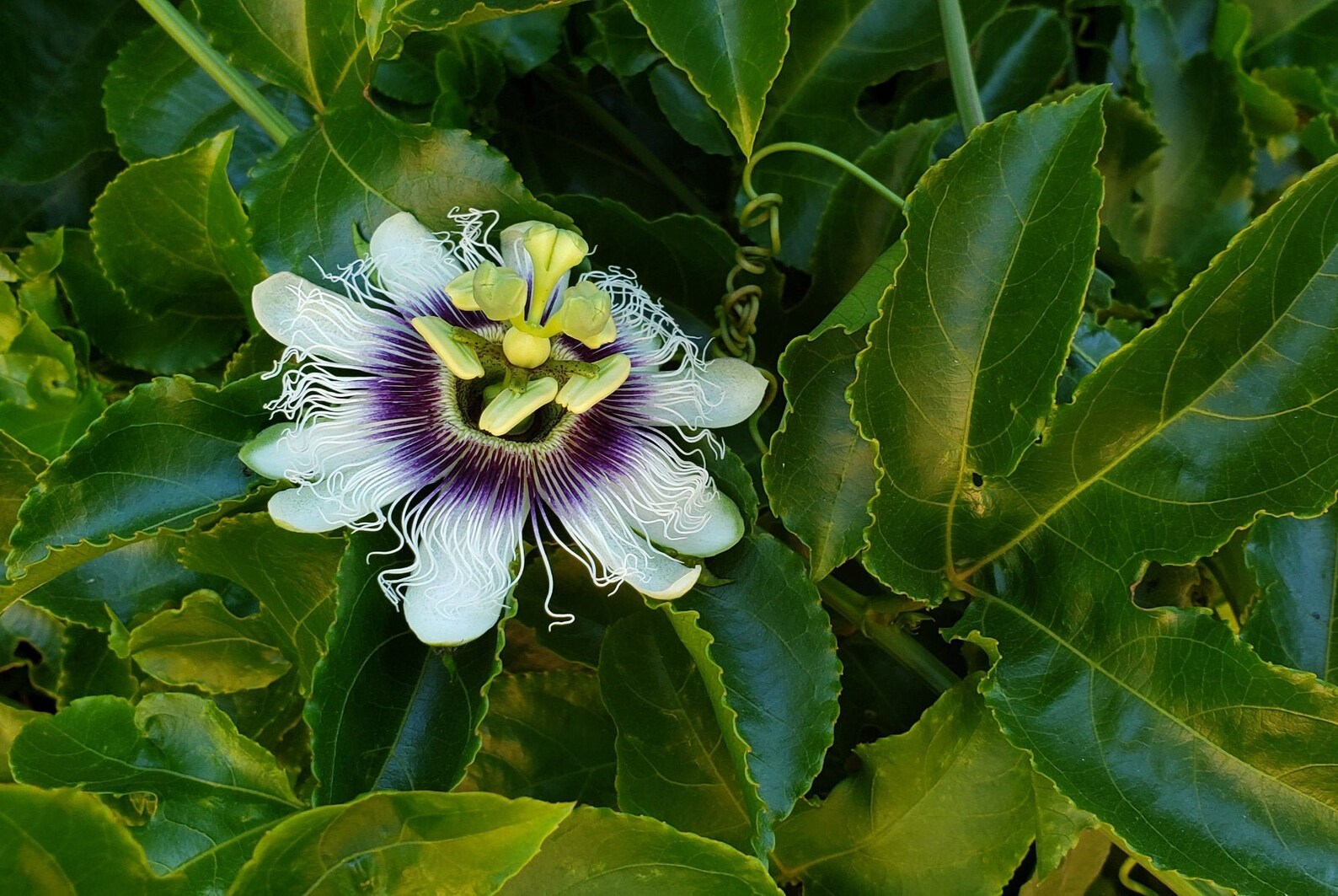 LIVE Red Rover Passion Fruit Plant Etsy
