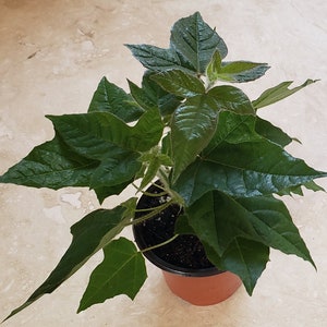 Passiflora Ciliata Passion Fruit Plant   (a form of Passiflora Foetida)