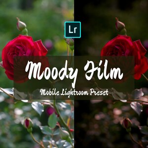 Könnte beinhalten: Ein geteiltes Bild, das die Vorher- und Nachhereffekte eines mobilen Lightroom-Presets namens "Moody Film" zeigt. Das Bild zeigt eine rote Rose mit grünen Blättern.