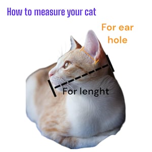 Pu&ograve; includere: Un gatto arancione chiaro e bianco con testo: "Come misurare il tuo gatto". I diagrammi indicano dove misurare la lunghezza e il foro dell'orecchio del gatto.