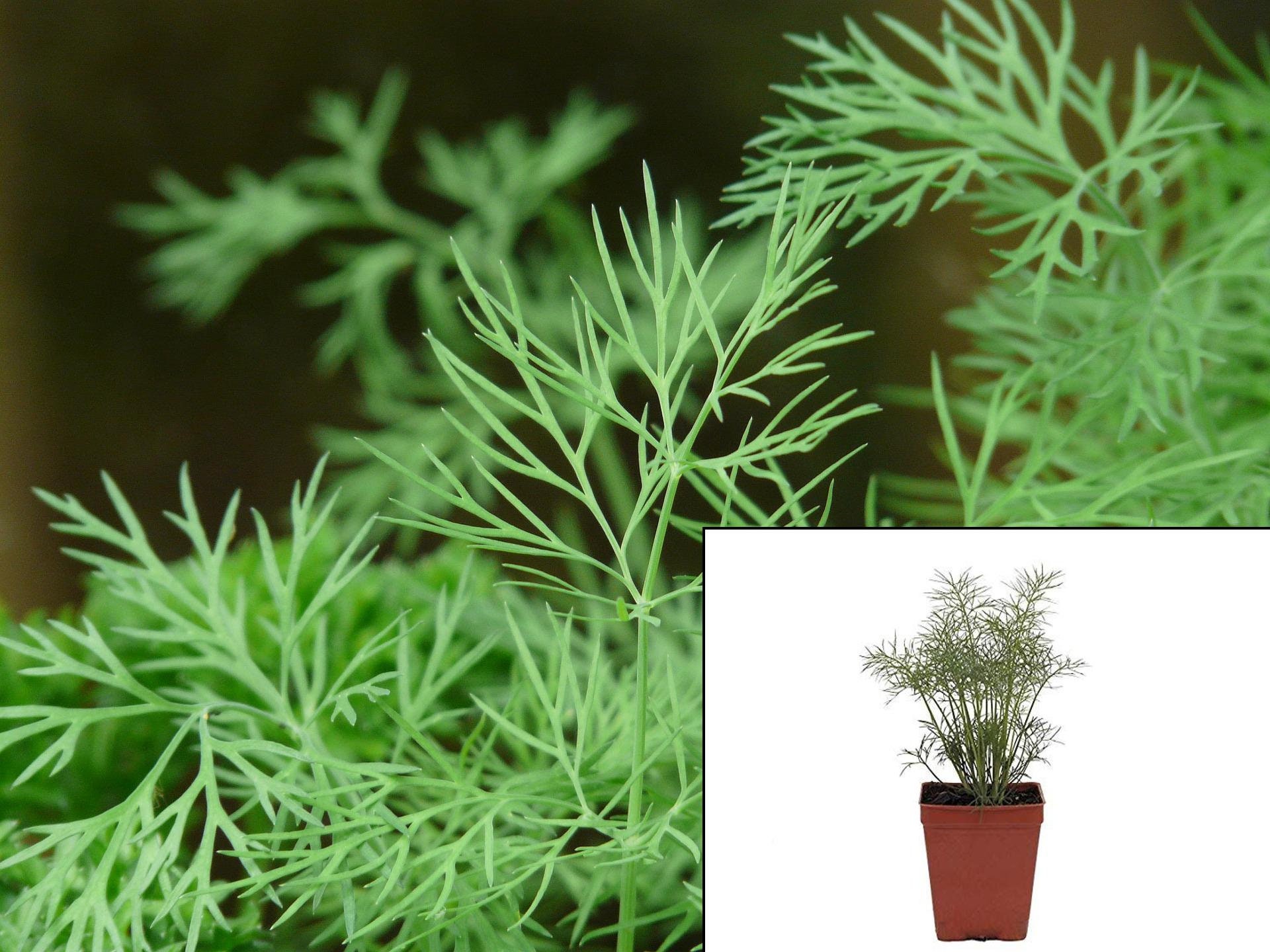 Dill Herb Plant Graveolens 4Inpot Live Plant Ht7 Etsy