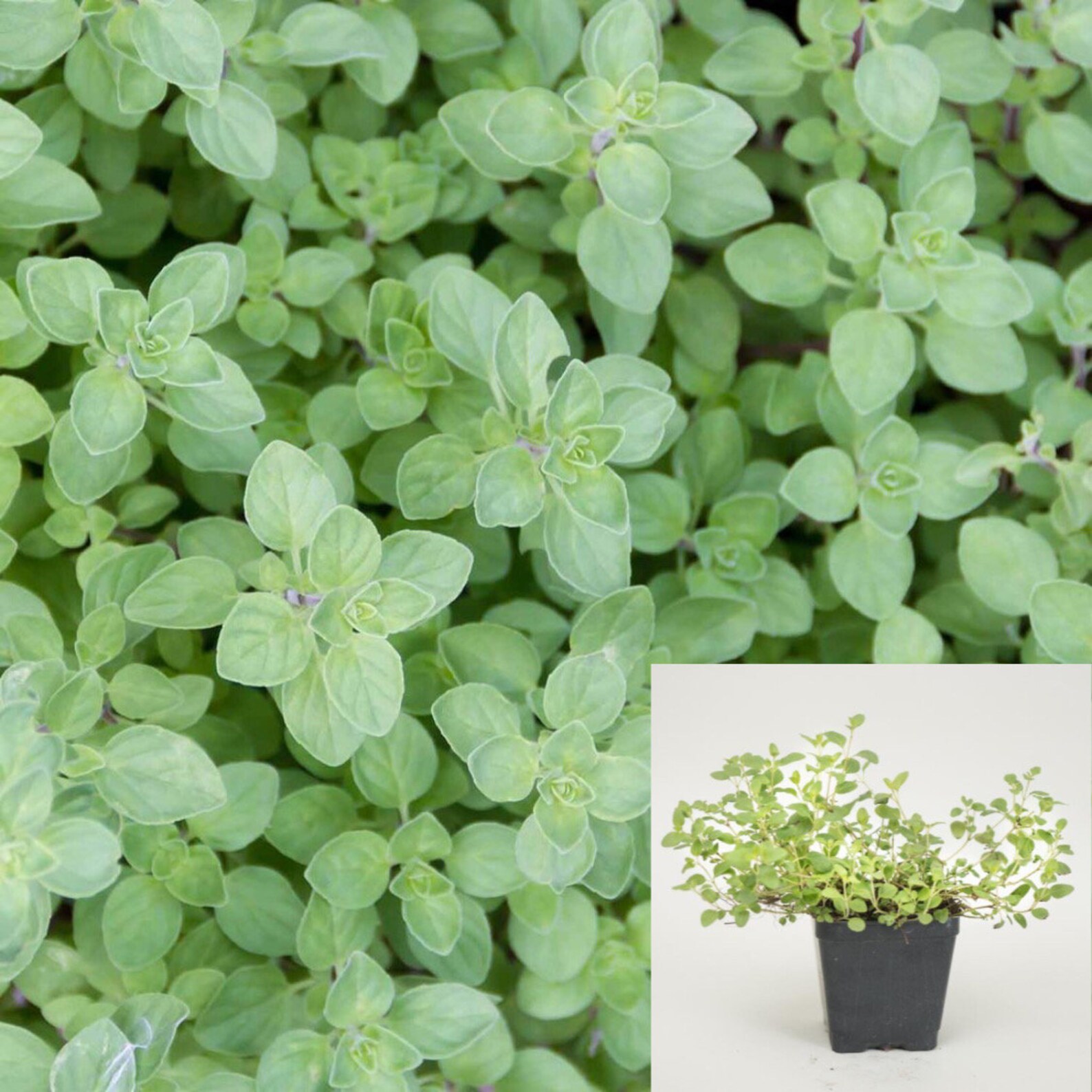Oregano Greek Plant Origanum Vulgare Subsp 4Inpot Live Plant Etsy
