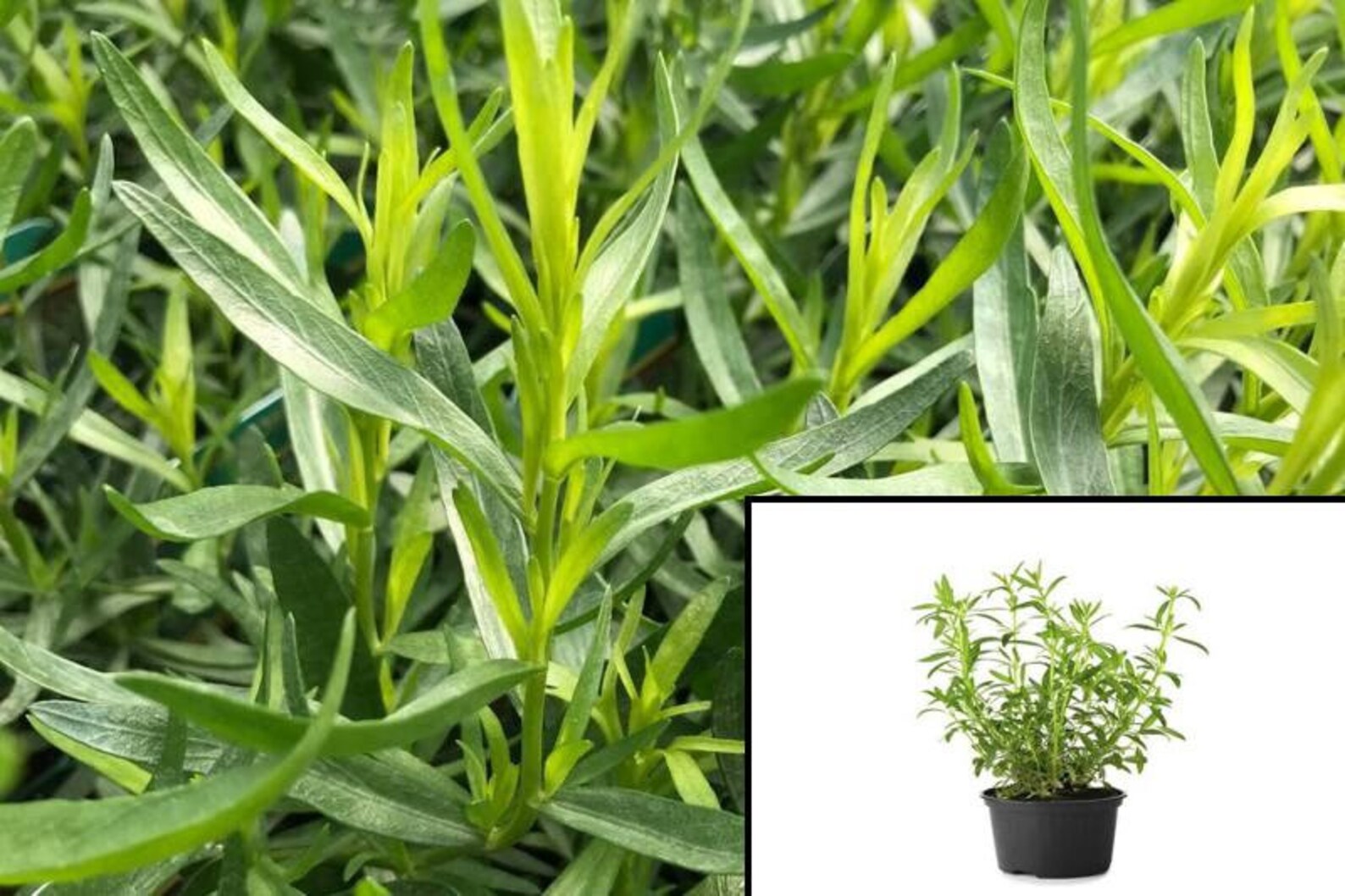 Tarragon Herbal Plant Artemisia Dracunculus Live Plant 4In Etsy