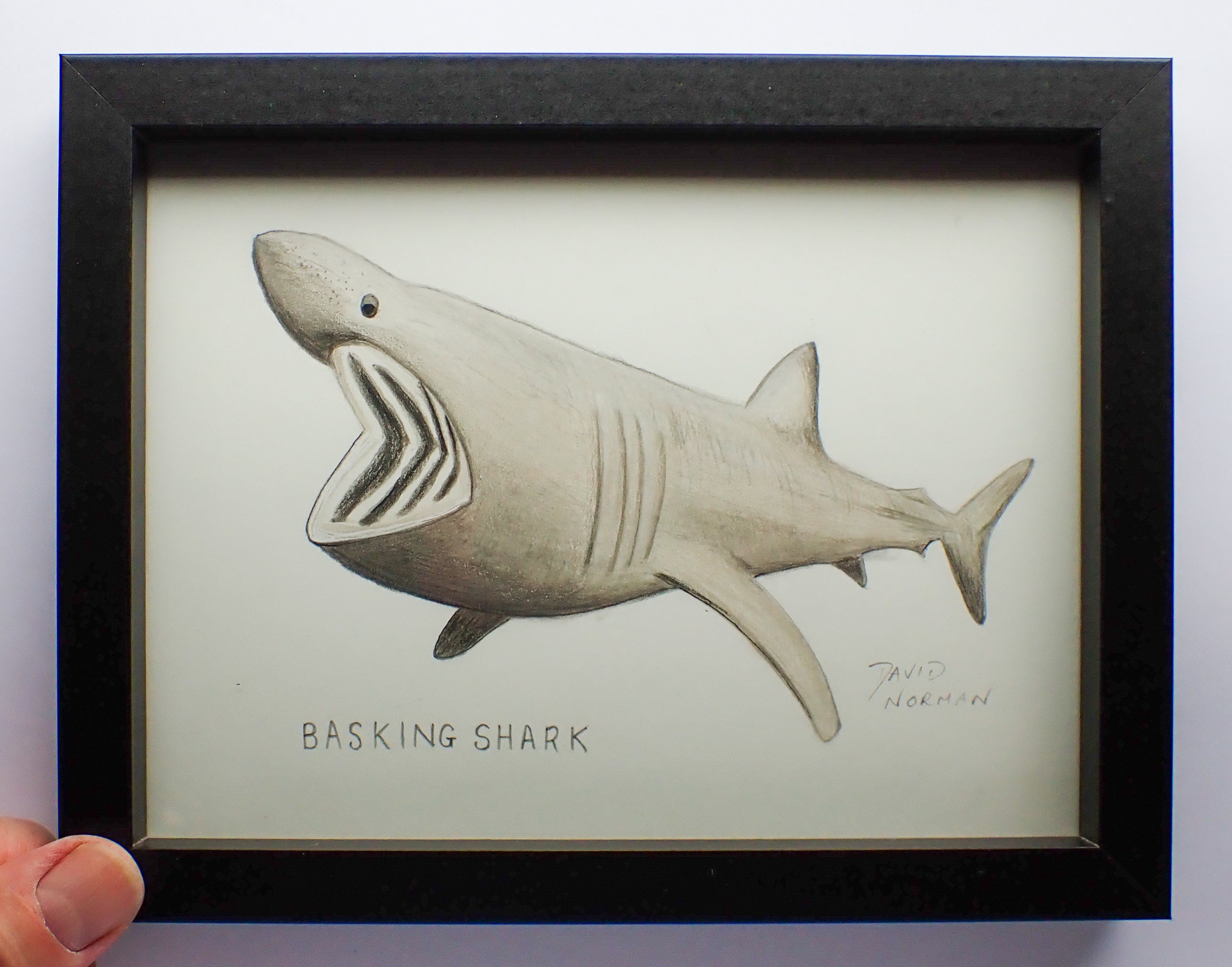 Basking Shark Exclusive Original Drawing Etsy UK