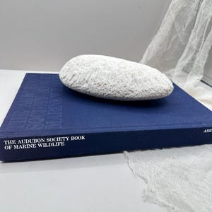 Große natürliche weiße Koralle - Vintage Küstendekor-Akzent | Strandhaus Regal Styling | Organisches nautisches Ausstellungsstück| Vintage Koralle