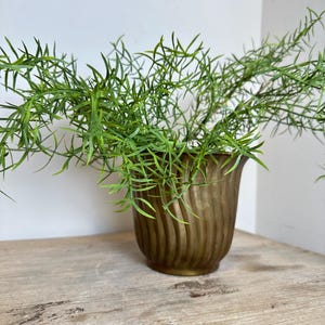 May include: A metallic bronze-toned planter with a vertical ribbed, swirling texture. The planter contains a lush, green asparagus fern with thin, needle-like foliage that spreads outward from the center of the container in all directions.