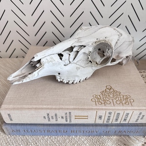 Kleiner Tierschädel | Authentische verwitterte Knochen Dekoration | Naturkundliche Kuriosität | Rustikaler Western oder Gothic Decor | Kuriositäten & Kuriositäten
