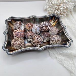 Natural Spotted Shell Napkin Rings (Set of 4) – Coastal Organic Table Setting, Beach House Dining Decor|Coastal Table Decor, Beach House