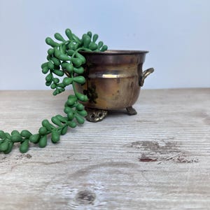 May include: A small, aged brass planter with a dark patina, featuring a rounded body, two small handles, and decorative feet. A trailing green succulent plant spills over the side, adding a touch of nature. The planter sits on a weathered wooden surface.