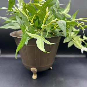 May include: A potted green plant with white flowers in a brown pot with three legs.