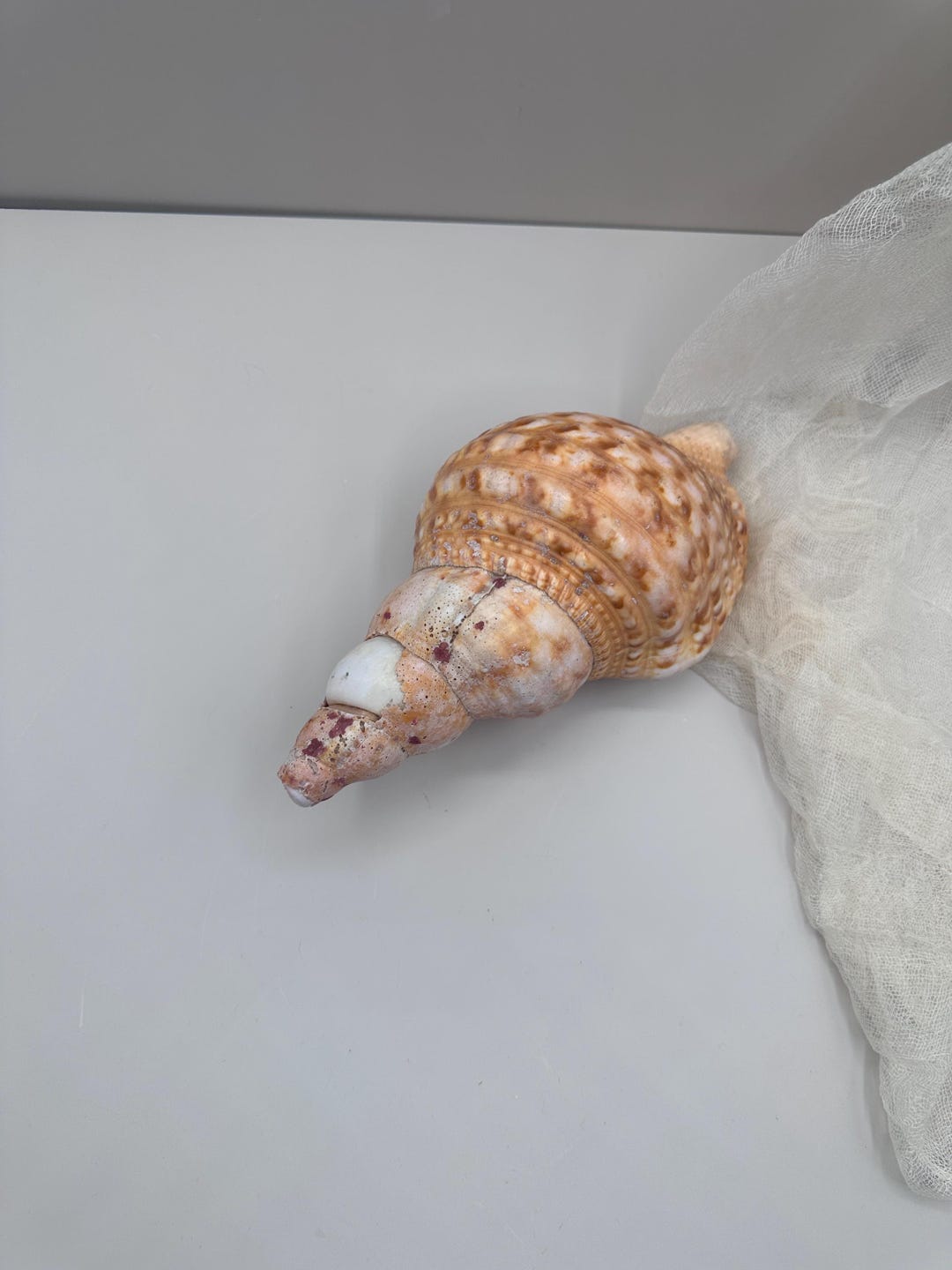 Large Natural Conch Shell • Coastal Beach Decor • Seashell Home Accent ...