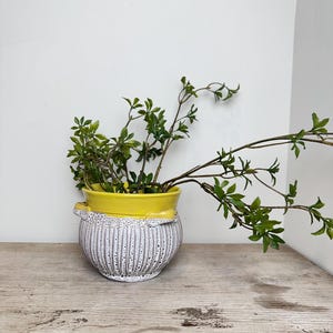 May include: A ceramic planter featuring a bright yellow glazed rim and a textured white body with vertical ridges and black speckles. The planter contains a green plant with thin, trailing stems and small leaves extending outward.
