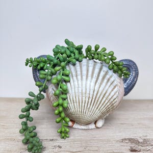 May include: A seashell-shaped planter with a cream and tan exterior, featuring a textured surface and a pair of dark blue handles. The planter is filled with cascading green succulent plants, creating a coastal-themed decorative piece.