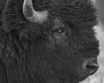 American Bison Fine Art Print | Grand Teton National Park | Wildlife Art | Wildlife Prints | Kyle Moon Photography | 43