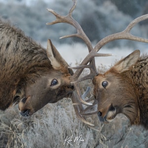 Bull Elk Fine Art Print | Wildlife Photography | Elk Print | Large Mammals | Wildlife Art | Animal Prints | Kyle Moon Photography | 10