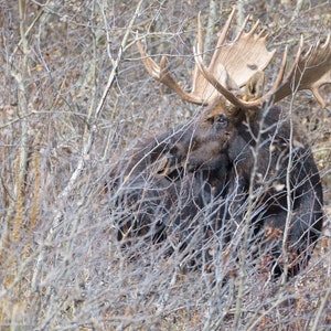 Bull Moose Fine Art Print | Wildlife Photography | Moose Print | Large Mammals | Wildlife Art | Animal Prints | Kyle Moon Photography | 2
