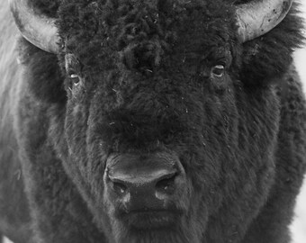 American Bison Fine Art Print | Grand Teton National Park | Wildlife Art | Wildlife Prints | Kyle Moon Photography | 42