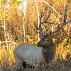 Bull Elk Fine Art Print | Grand Tetons | Elk Print | Large Mammals | Wildlife Art | Animal Prints | Kyle Moon Photography | 50