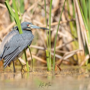 Tri-Colored Heron Fine Art Print | Wildlife Photography | Bird Photography | Wildlife Art | Animal Prints | Kyle Moon Photography | 37