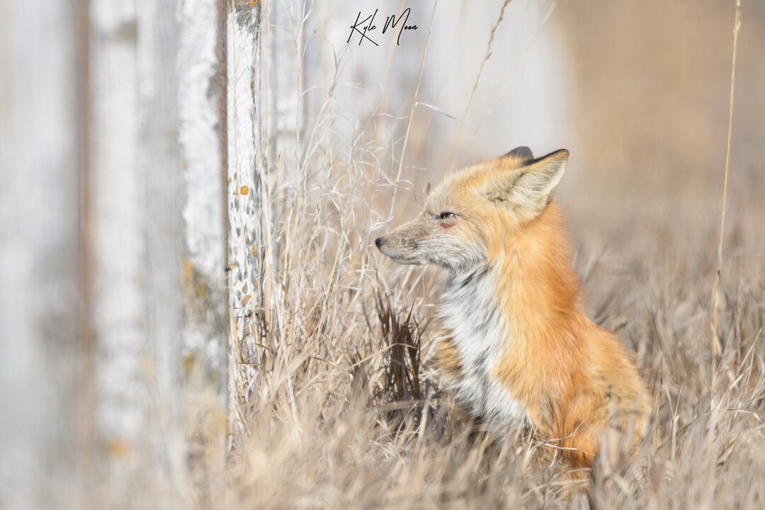 Red Fox Fine Art Print Wildlife Photography Fox Print Mammal Prints
