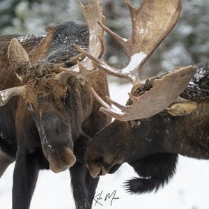 Bull Moose Fine Art Print | Wildlife Photography | Moose Print | Large Mammals | Wildlife Art | Animal Prints | Kyle Moon Photography | 23