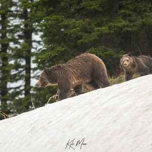 Grizzly Bear with Cub Fine Art Print | Wildlife Photography | Spring | Wildlife Art | Animal Prints | Kyle Moon Photography | 41