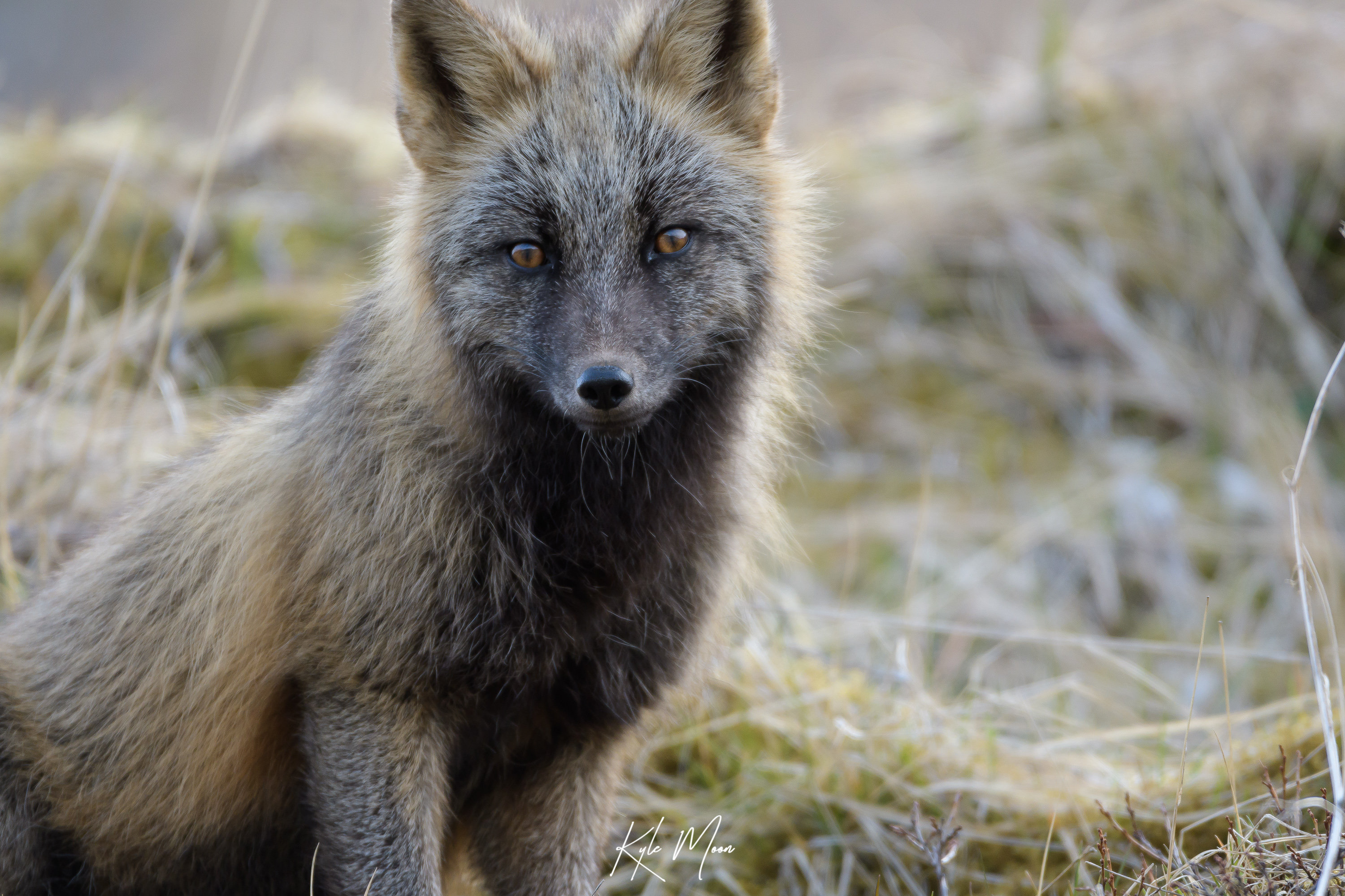 Red (silver) Fox Fine Art Print | Wildlife Photography | Fox Print ...