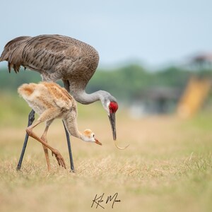 Sandhill Cranes Fine Art Print | Wildlife Photography | Bird Photography | Wildlife Art | Animal Prints | Kyle Moon Photography | 38