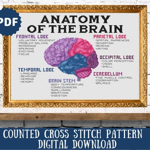 May include: A counted cross stitch pattern for a brain anatomy chart. The chart shows the different lobes of the brain, including the frontal, parietal, temporal, occipital, and cerebellum. The brain stem is also labeled. The chart is in a gold frame and has a PDF label in the top left corner. The text "Anatomy of the Brain" is at the top of the chart. The text "Counted Cross Stitch Pattern Digital Download" is at the bottom of the chart.