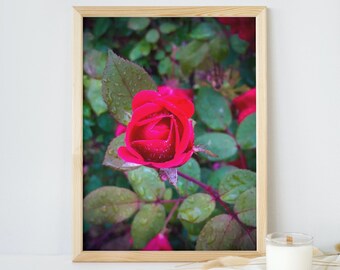 Pink Blooming Rose Roses Floral Print Spring Wall Prints Digital Downloads Roses Wall Art Flower Botanical Wall Art Flower Photography