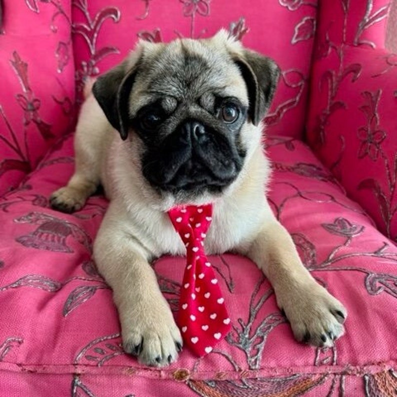 Valentine's Day Dog Collar Necktie, Pet Tie, Dog Necktie image 1