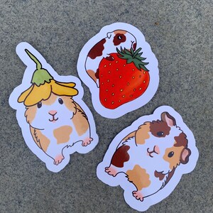 K&ouml;nnte beinhalten: Drei Aufkleber mit Cartoon-Meerschweinchen. Ein Meerschweinchen tr&auml;gt eine gelbe Blume auf dem Kopf, ein anderes h&auml;lt eine rote Erdbeere und das dritte steht allein. Alle drei Meerschweinchen haben braune und wei&szlig;e Markierungen.