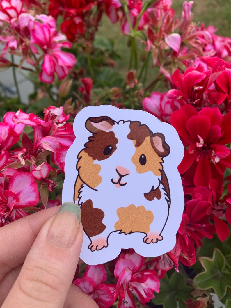 K&ouml;nnte beinhalten: Ein Aufkleber mit einem braunen und wei&szlig;en Meerschweinchen mit braunen Augen und einer rosa Nase. Das Meerschweinchen steht auf allen vieren und hat einen wei&szlig;en Hintergrund.