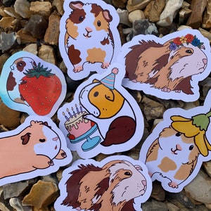 Stickers cochon d'Inde