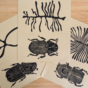 Bark Beetle Print Series- 2nd Edition