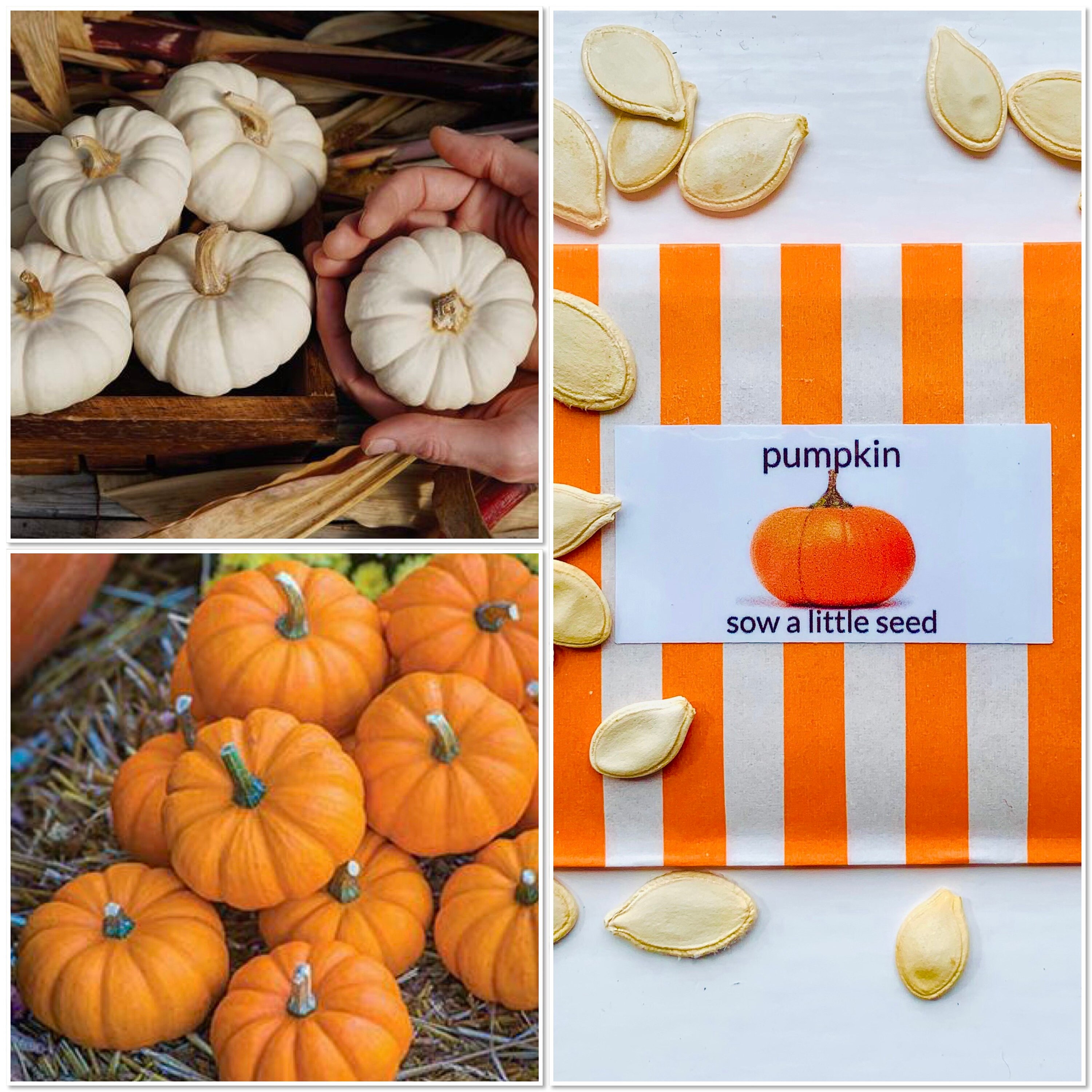 Mini pumpkin seeds Etsy