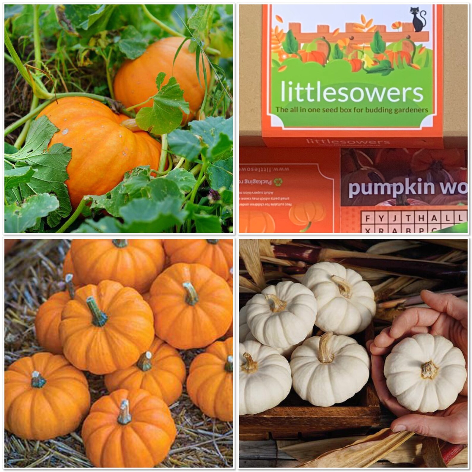 Mini pumpkin seeds Etsy