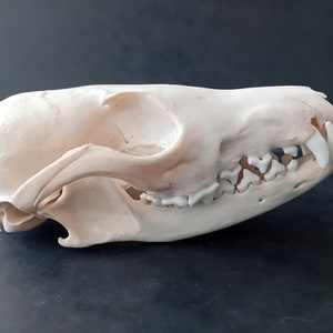 Red fox skull