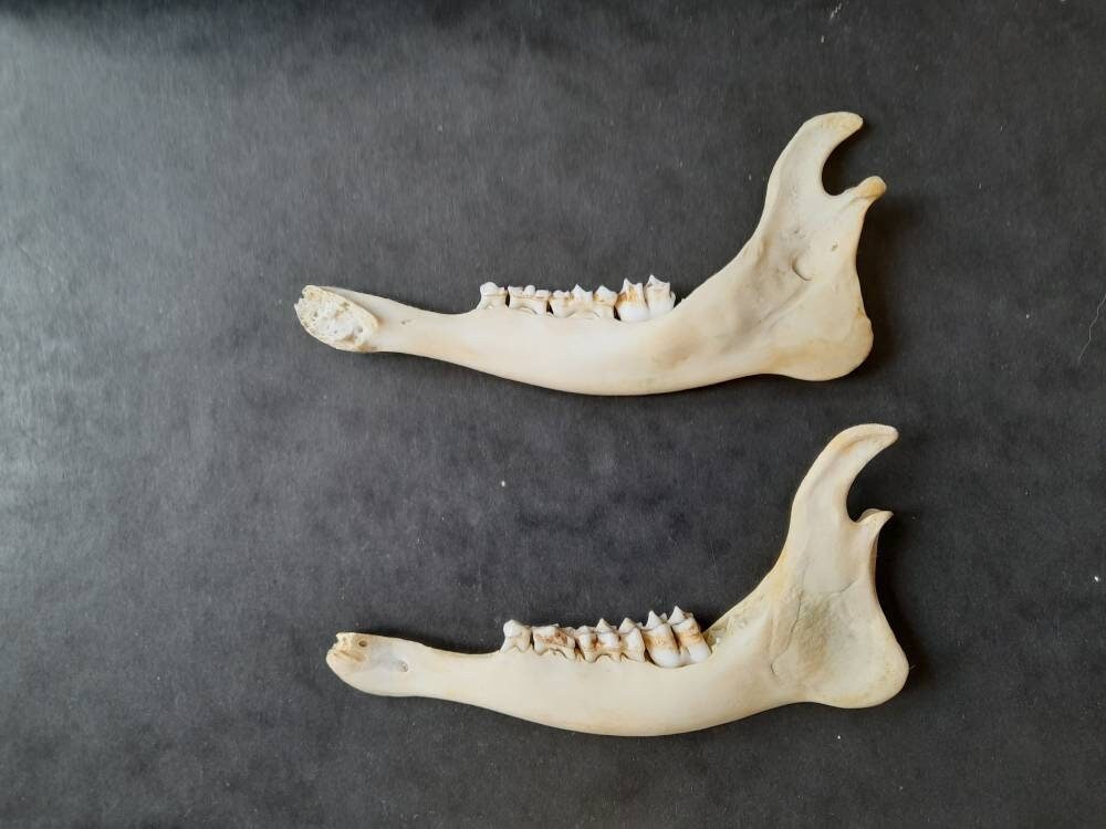 Mâchoire Inférieure de Jeune Chevreuil