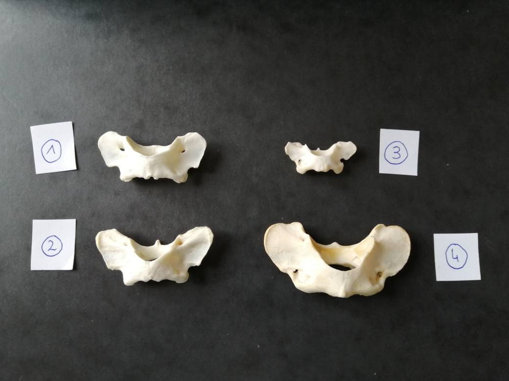 Atlas de Renard, Blaireau et Fouine