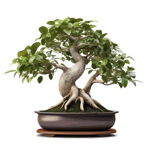 Ficus Bonsai Tree SVG - Elegancka sztuka Bonsai, natychmiastowe pobieranie dla sztuki ściennej DIY, rzemiosła i nie tylko