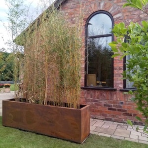 May include: A rusty brown metal planter box with a row of bamboo plants growing inside. The planter is sitting on a patio next to a brick wall with a large arched window.