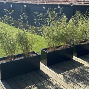 May include: Three black rectangular planters with green bamboo plants growing inside. The planters are on a wooden deck.