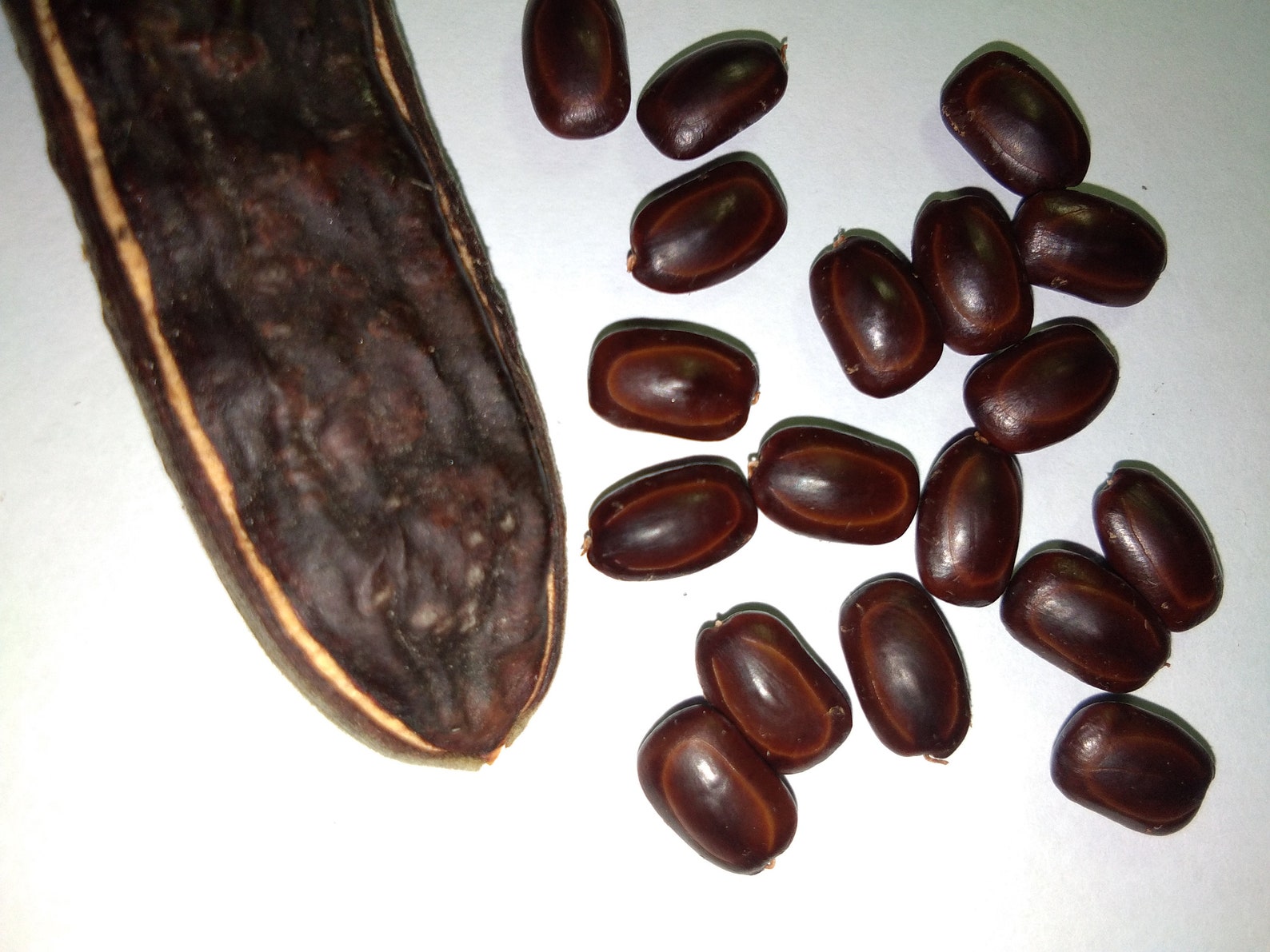 50pcs Samanea Saman Fresh Seeds Free 40 Goji Rain Tree Etsy