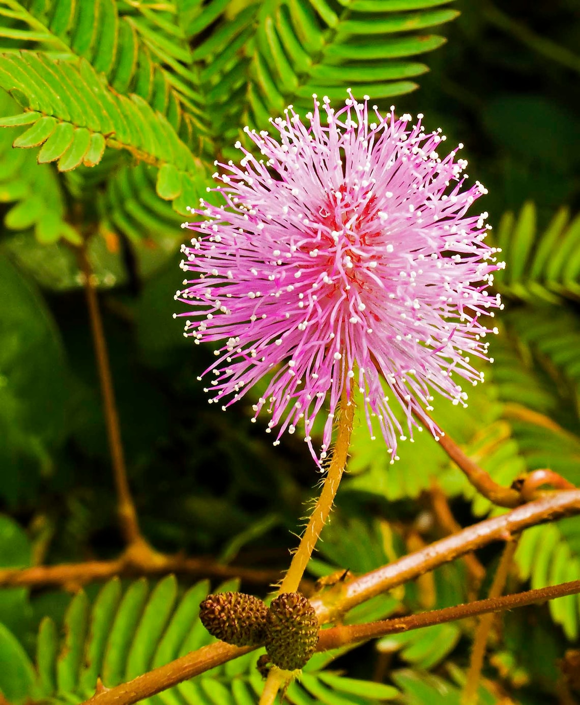 Mimosa Pudica Fresh Seeds touchmenot Etsy