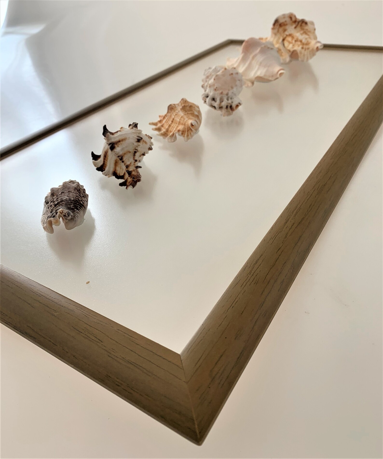 Sea Shell Wall Art Framed Seashells Sea Shell Wall Frame Sea Shell Wall