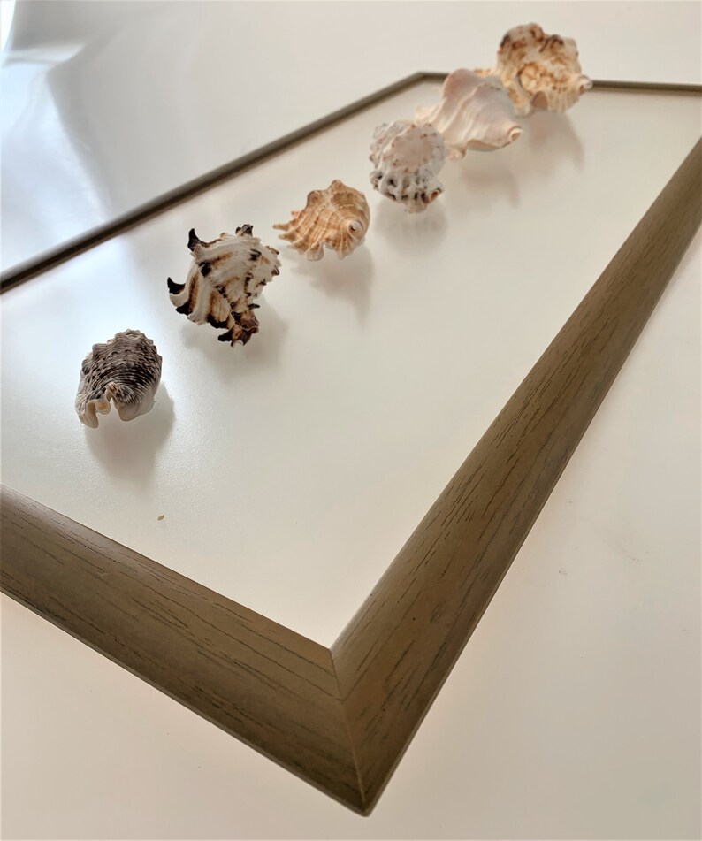 Sea Shell Wall Art Framed Seashells Sea Shell Wall Frame Sea Shell Wall